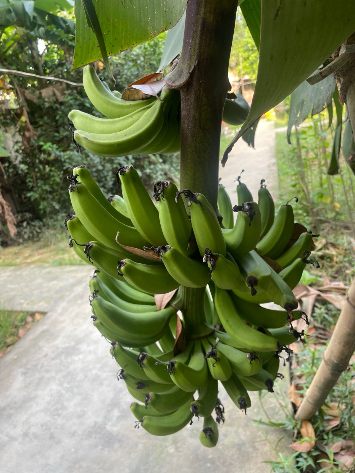 A heavy banana cluster ripening on the tree at the farm