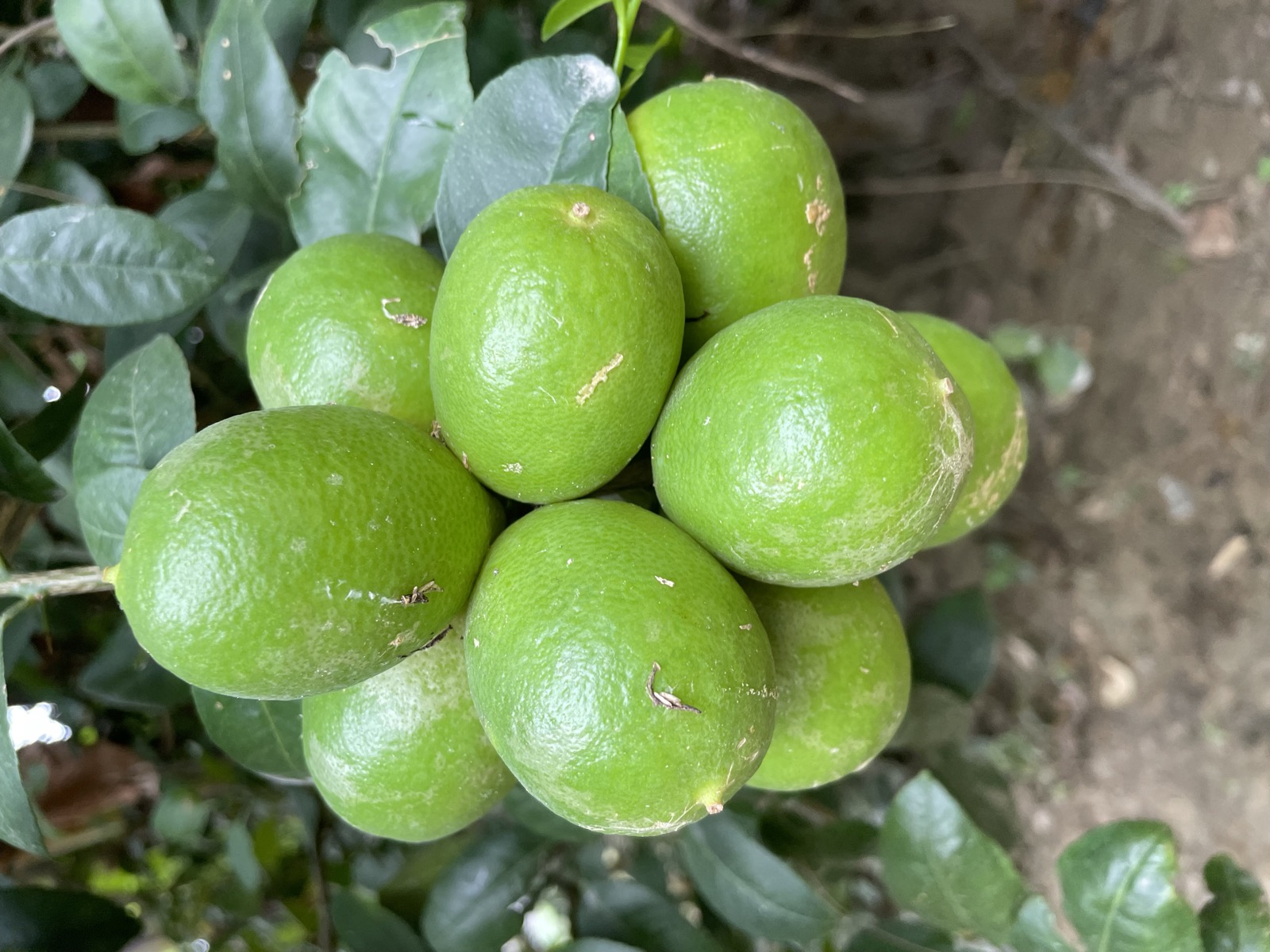 Bright green kagzi lemons on our orchard tree