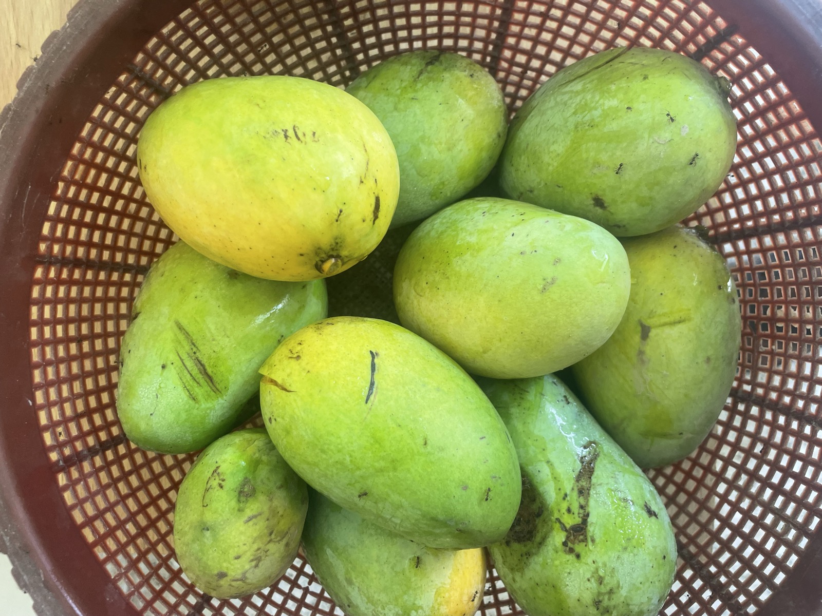A freshly-harvested basket of green-yellow mangoes from the farm