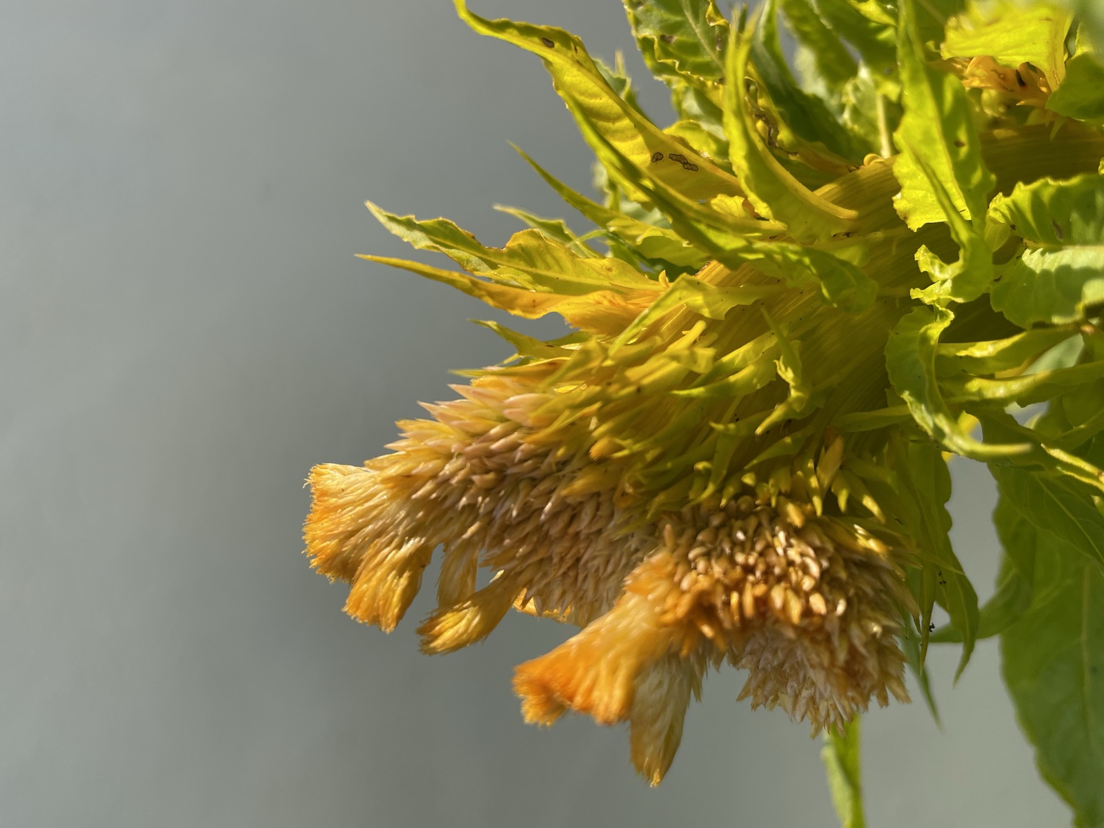 A yellow celosia flower in afternoon light