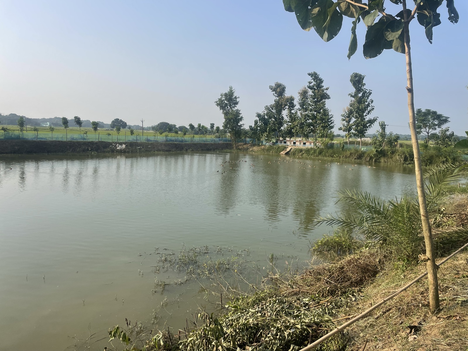 A spring-fed pond on the farm, ringed by mango and date palms