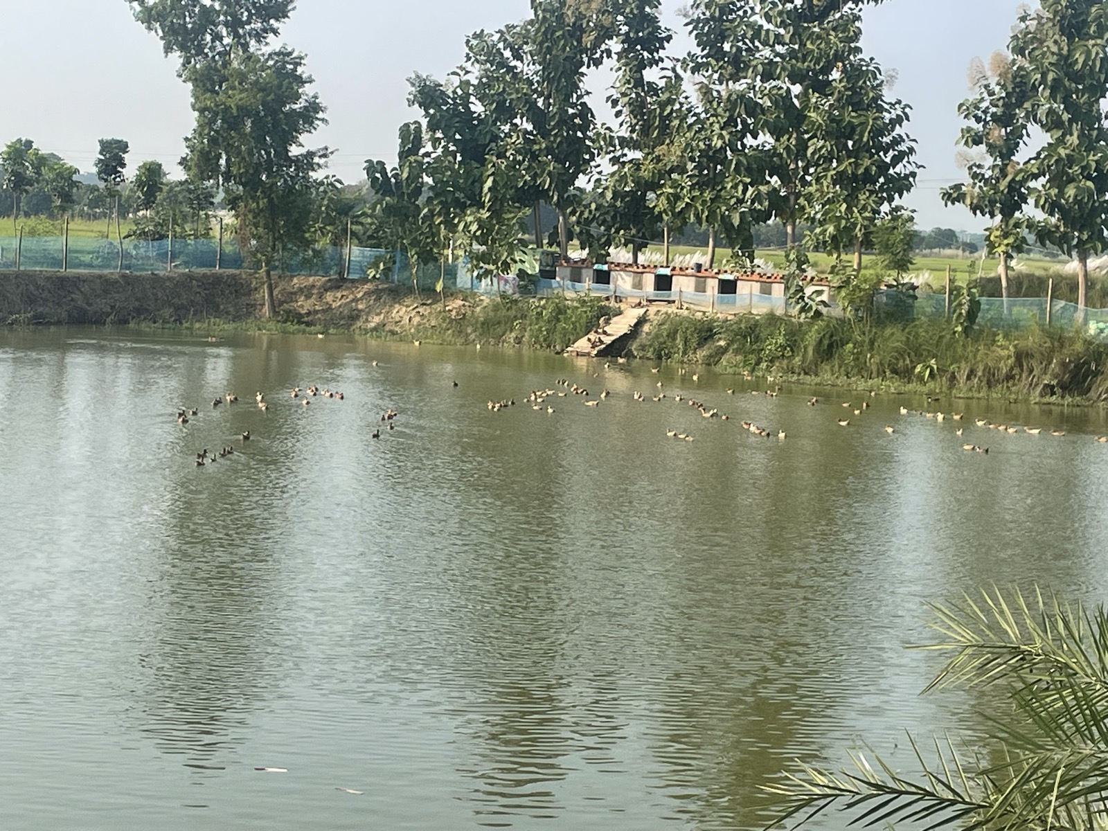 One of our six spring-fed ponds, alive with ducks