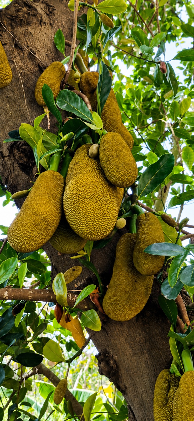 Heavy clusters of jackfruit growing on an ancient tree at the farm