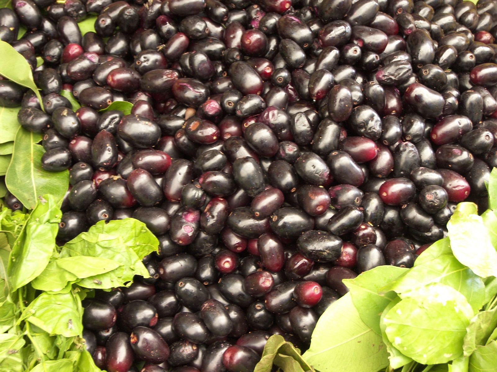 Freshly-picked deep-purple jamun fruits