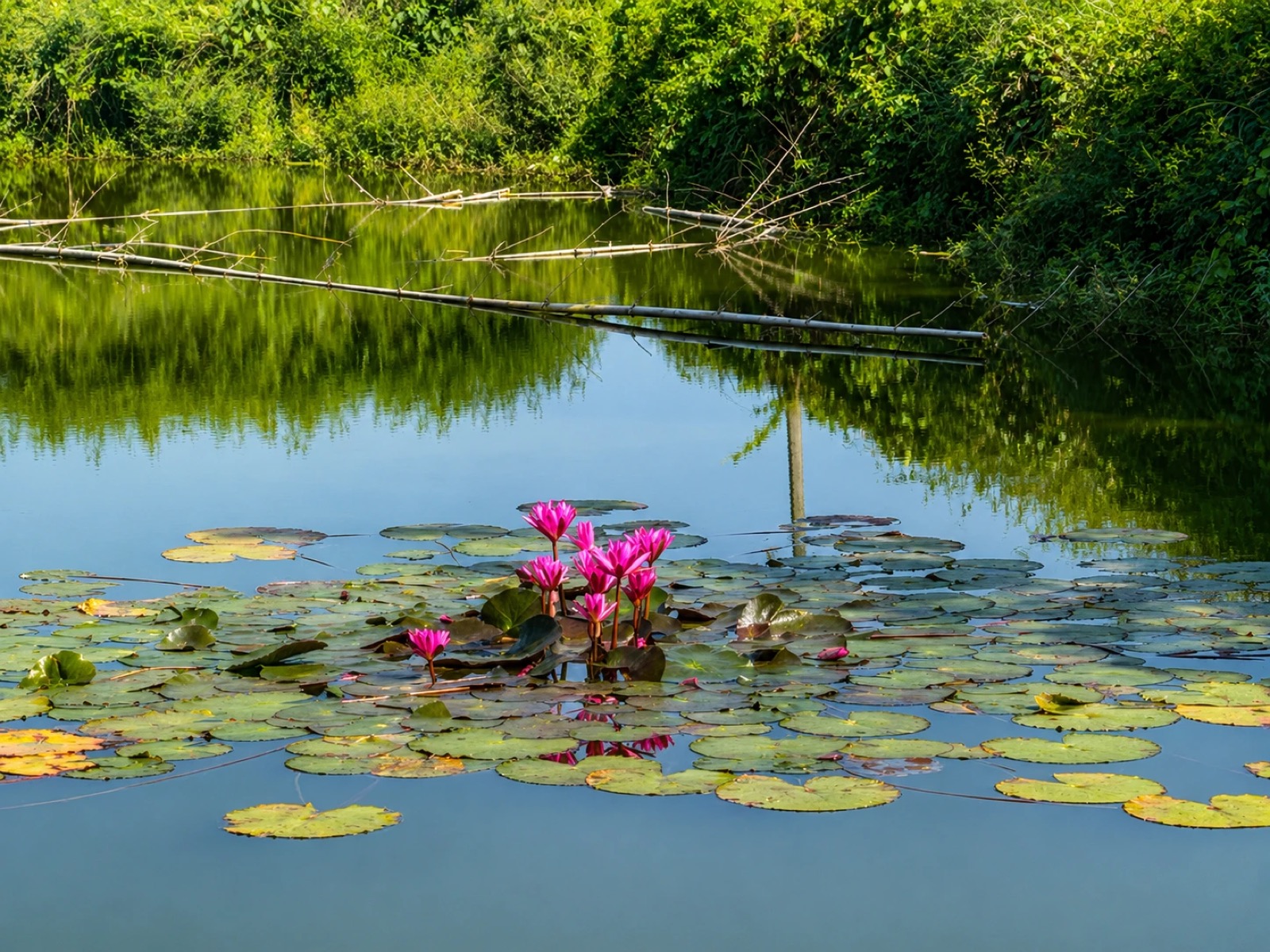 Pink water lilies blooming on one of our ponds