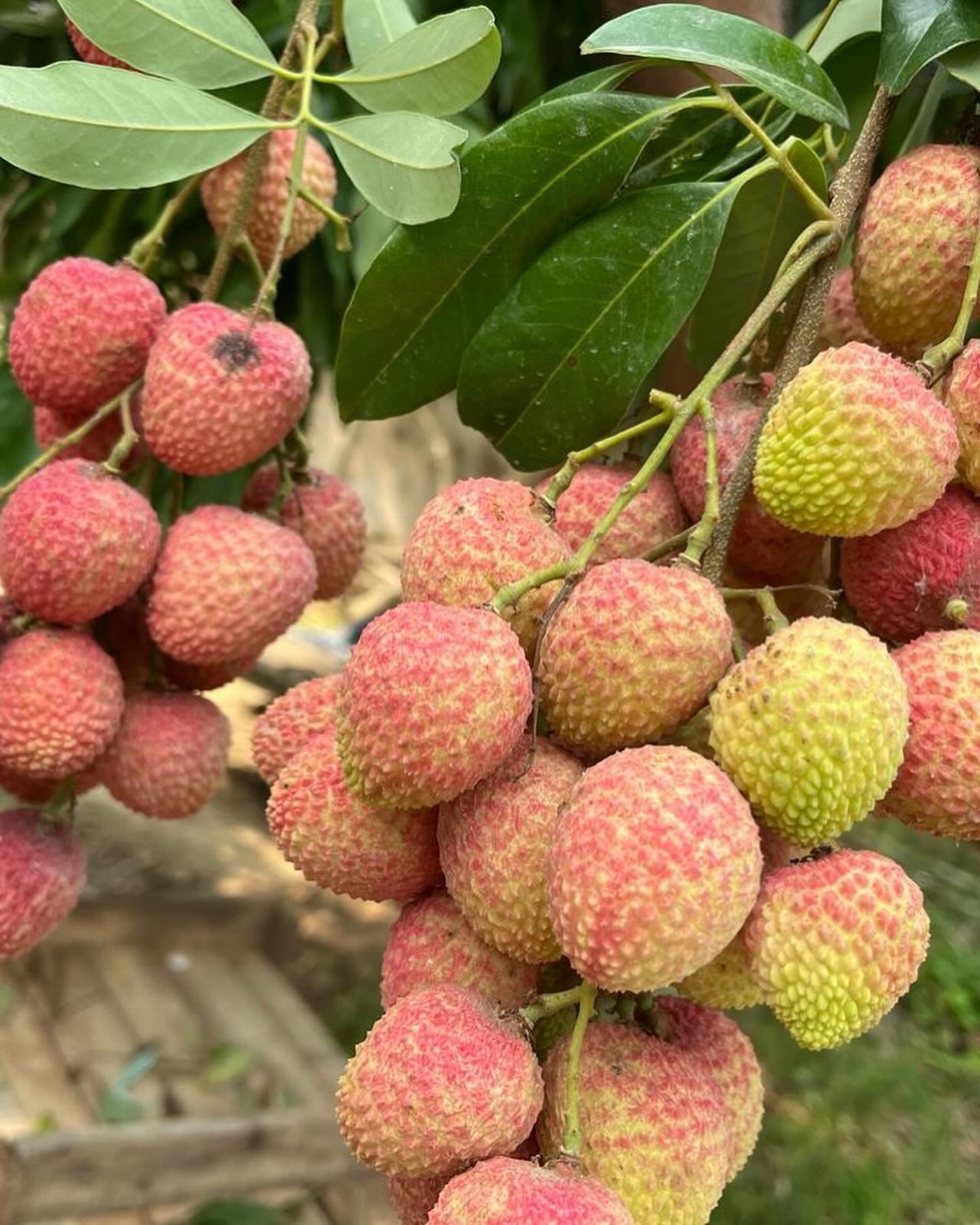 A close-up of ripe pink-and-yellow litchis hanging on the branch
