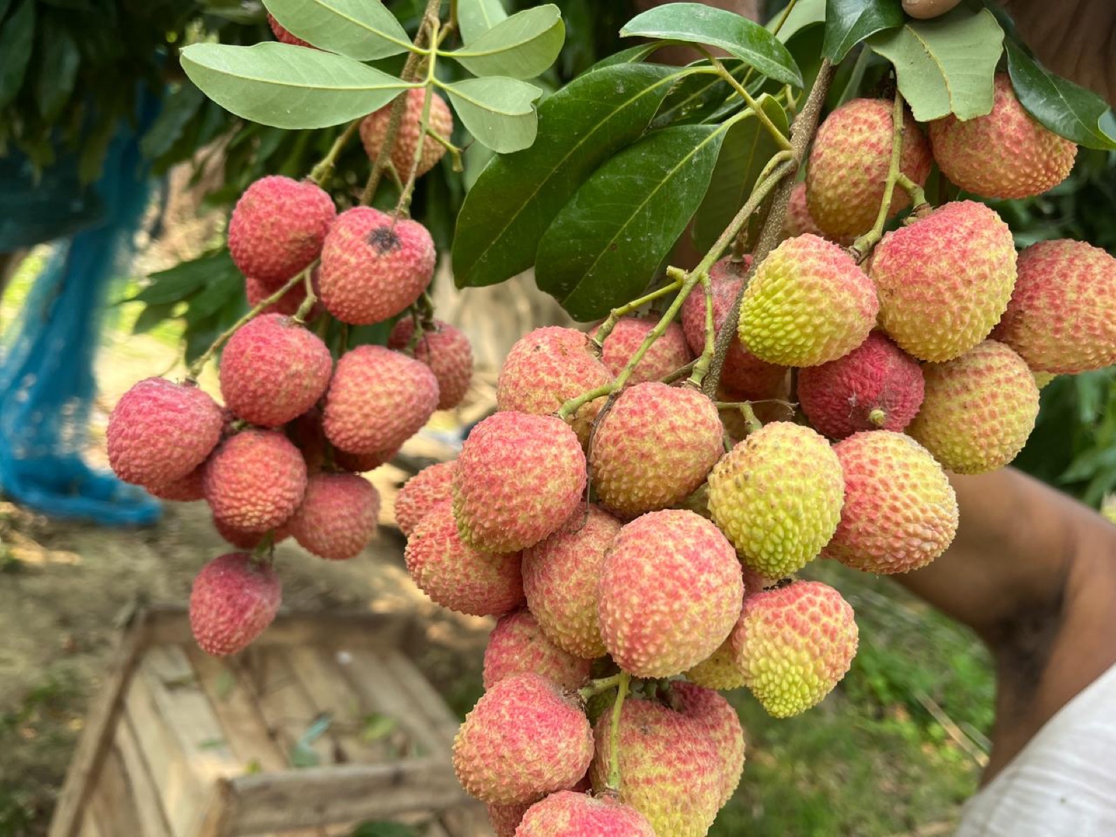 A heavy cluster of pink-and-green litchis just before harvest